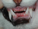Zahnfleischentzündung Schneidezähne junge Katze - juvenile Gingivitis