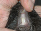 Meerschwein: Zahnkontrolle Schneidezähne