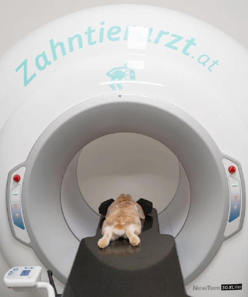 Kopf-CT für die präzise tierzahnärztliche Diagnostik