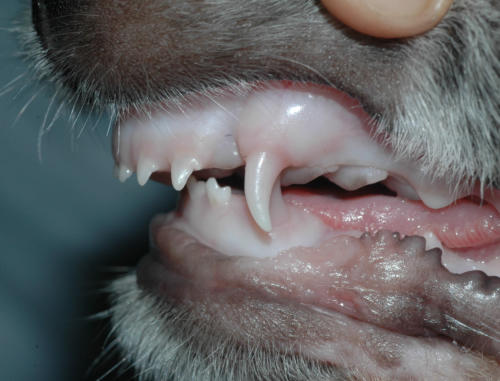 Zahnkontrolle beim jungen Hund – Beispiel 3