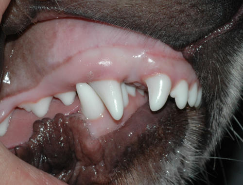 Zahnentwicklung beim Hundewelpen – Beispiel 3