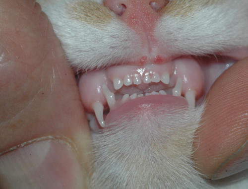 Zahnkontrolle bei einer jungen Katze – Beispiel 3