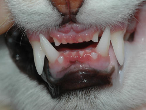 Zahnentwicklung bei der jungen Katze – Beispiel 1