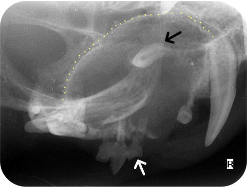 Zahnentwicklung bei der jungen Katze – Beispiel 4