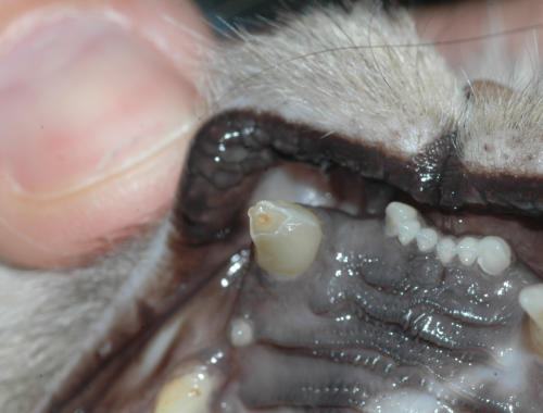 Zahnprobleme bei der Katze – Beispiel 1